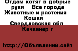 Отдам котят в добрые руки. - Все города Животные и растения » Кошки   . Свердловская обл.,Качканар г.